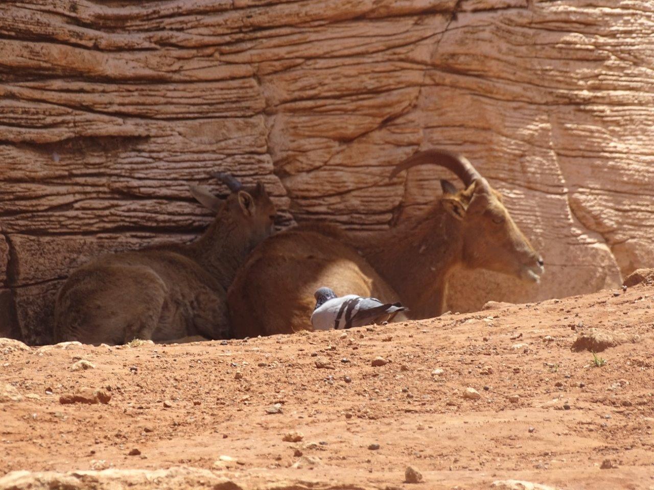 03/05/17 - Barbary sheep