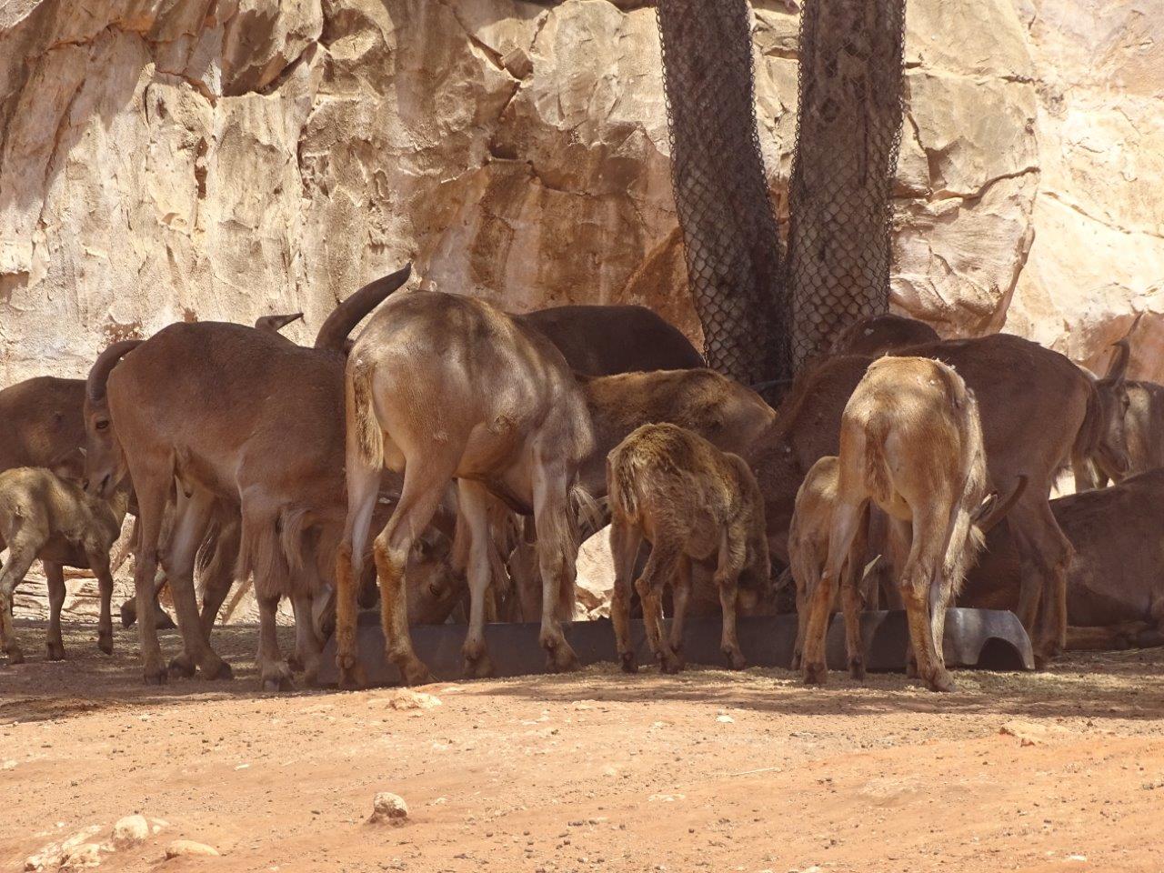 03/05/17 - Barbary sheep