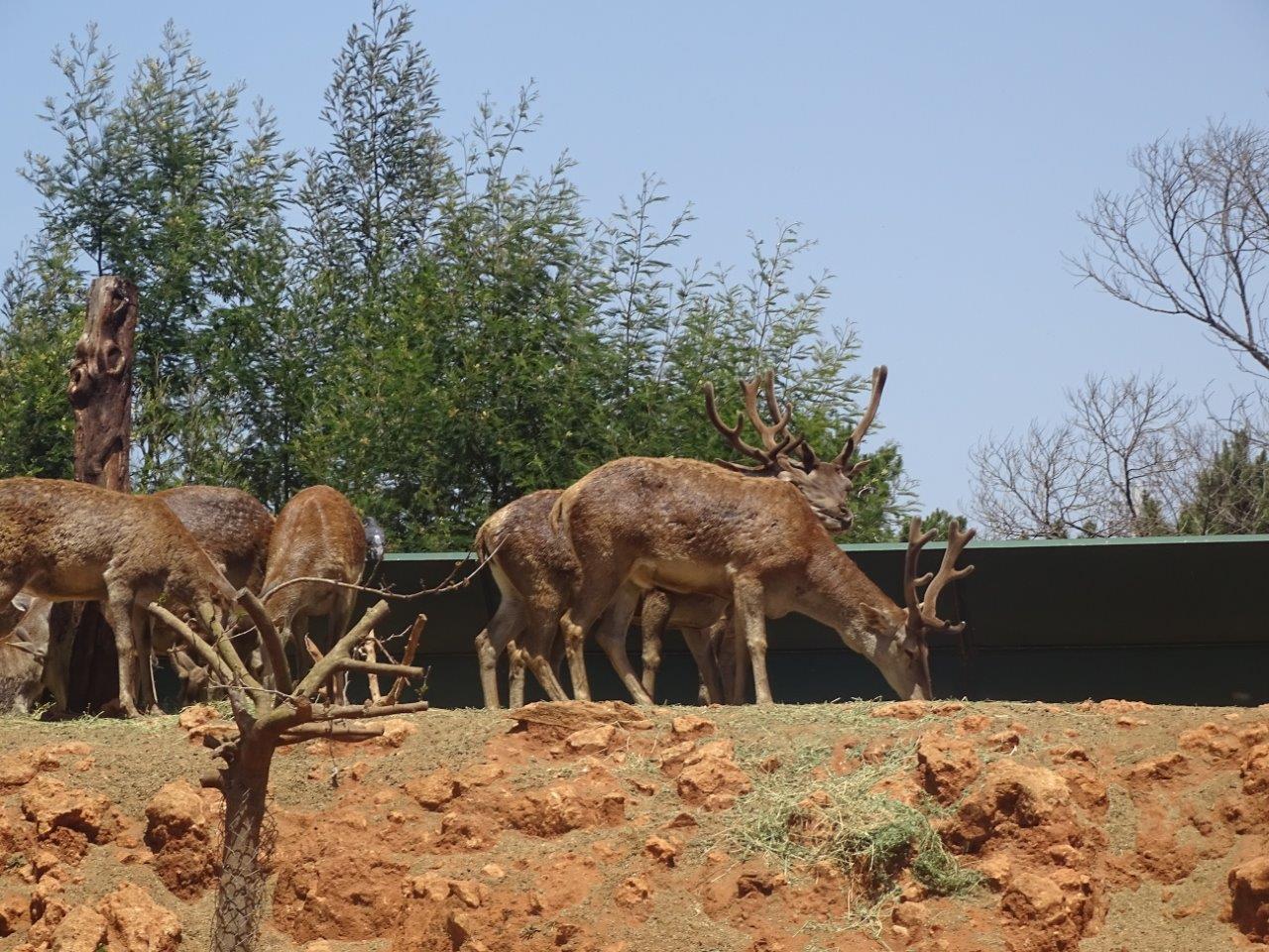 03/05/17 - Barbary stag (exhibit)