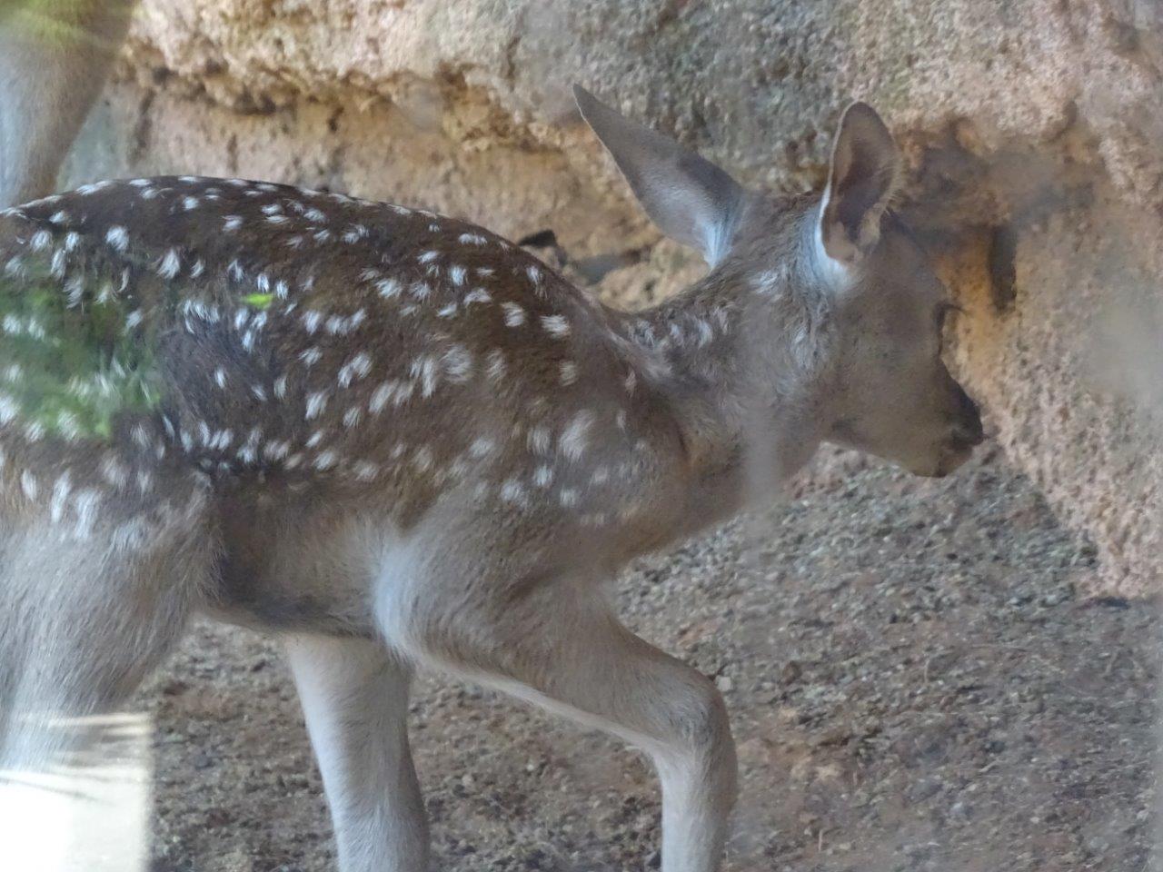 03/05/17 - Barbary stag fawn