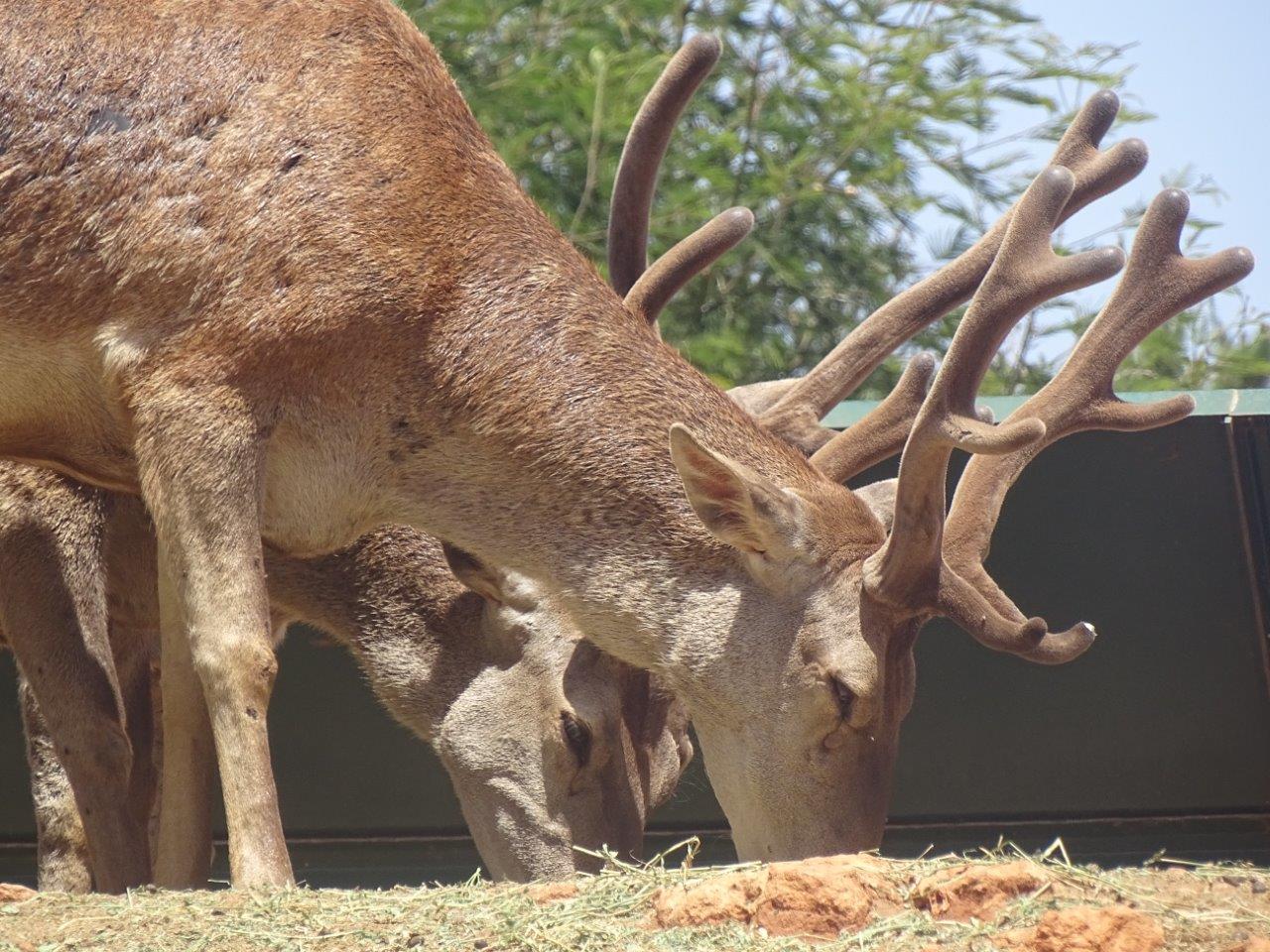 03/05/17 - Barbary stag