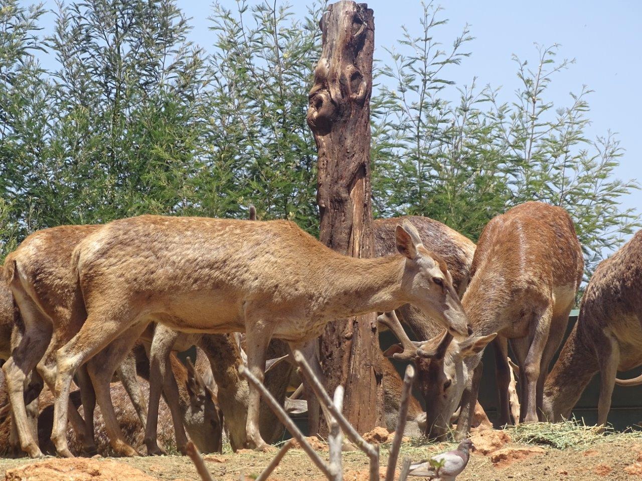 03/05/17 - Barbary stag