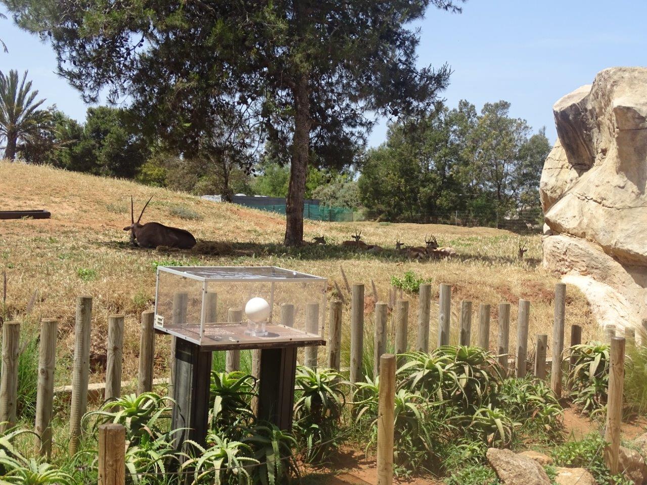 03/05/17 - Beisa/Dorcas gazelle exhibit (previously holding Red-necked ostriches)