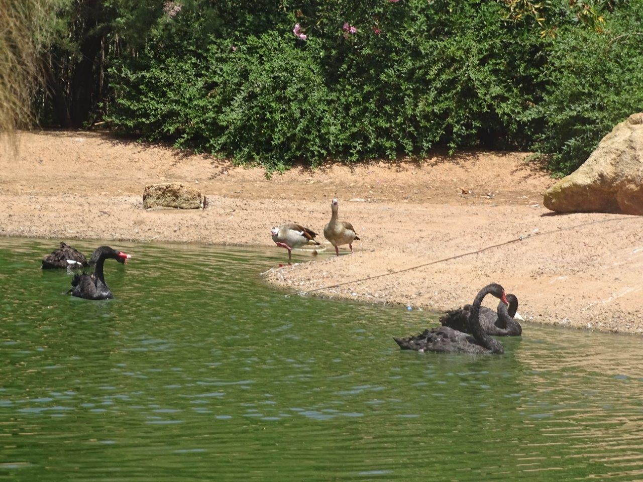 03/05/17 - Black swan and Egyptian goose