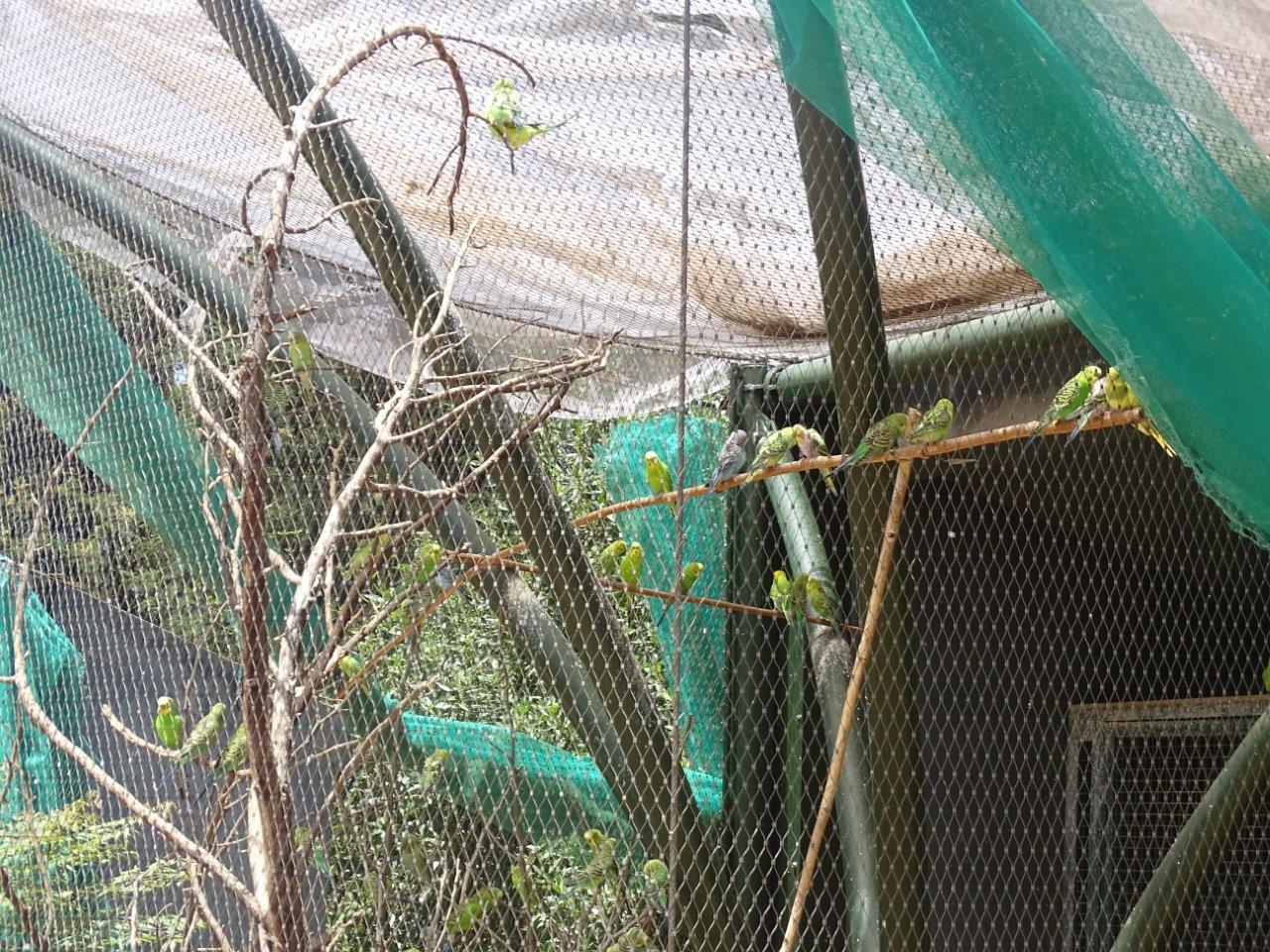 03/05/17 - Budgerigar