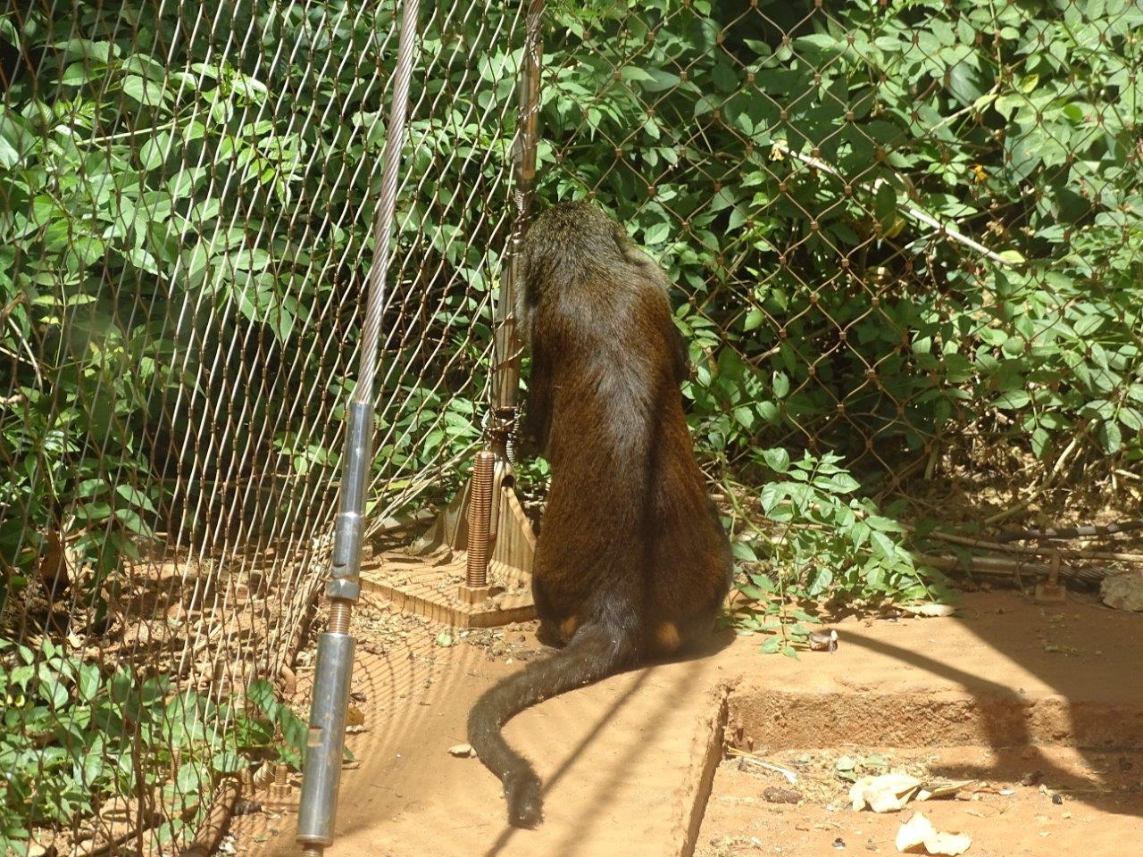 03/05/17 - Campbell's mona monkey