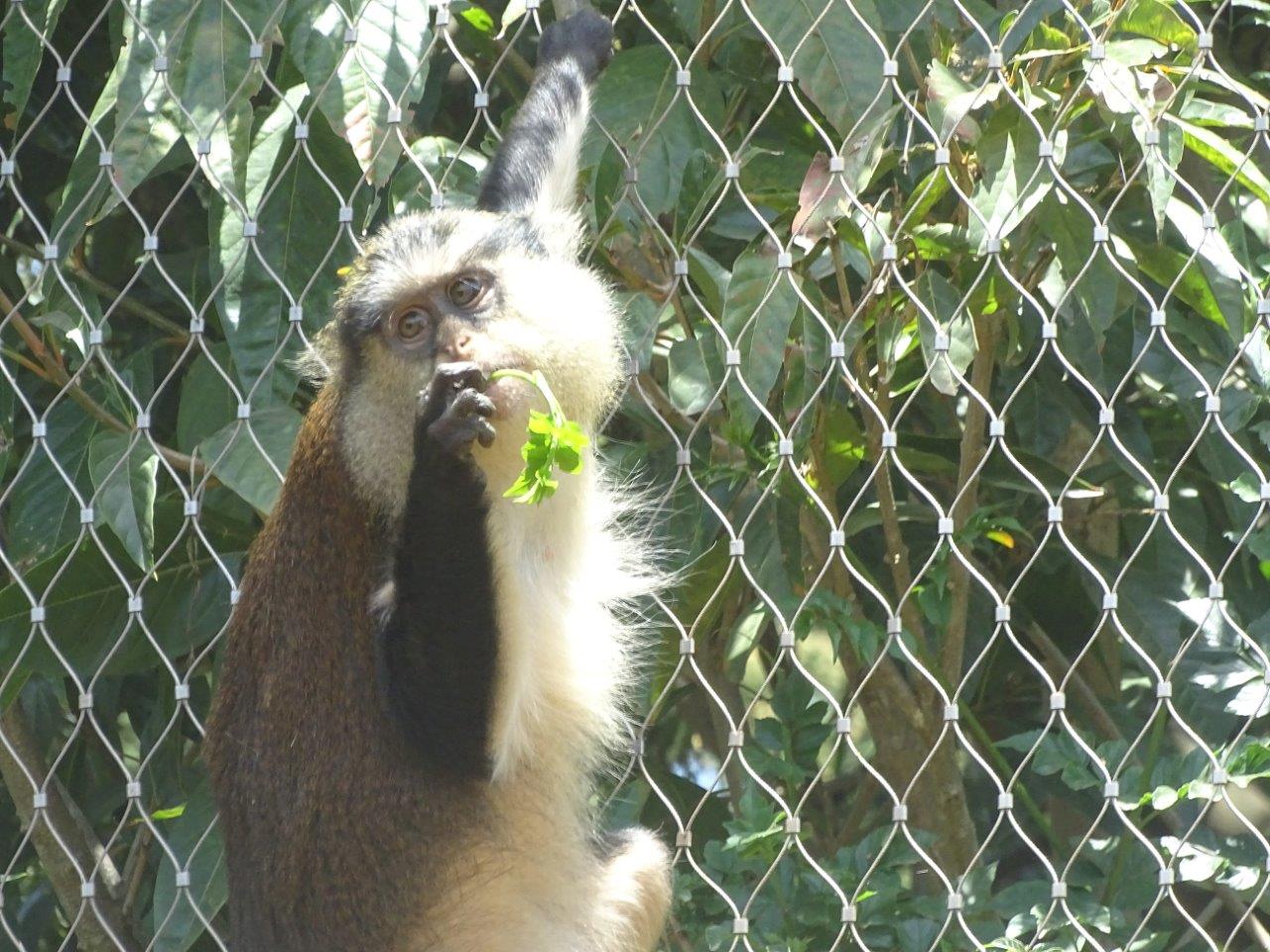 03/05/17 - Campbell's mona monkey