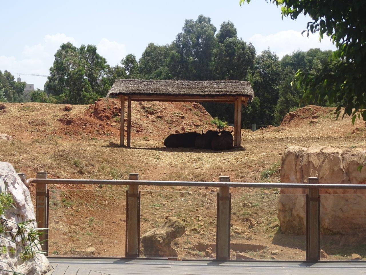 03/05/17 - Cape buffalo