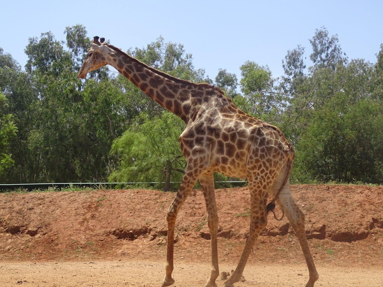 03/05/17 - Cape giraffe