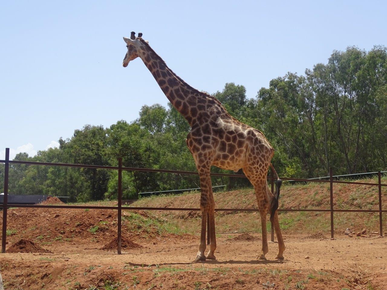 03/05/17 - Cape giraffe