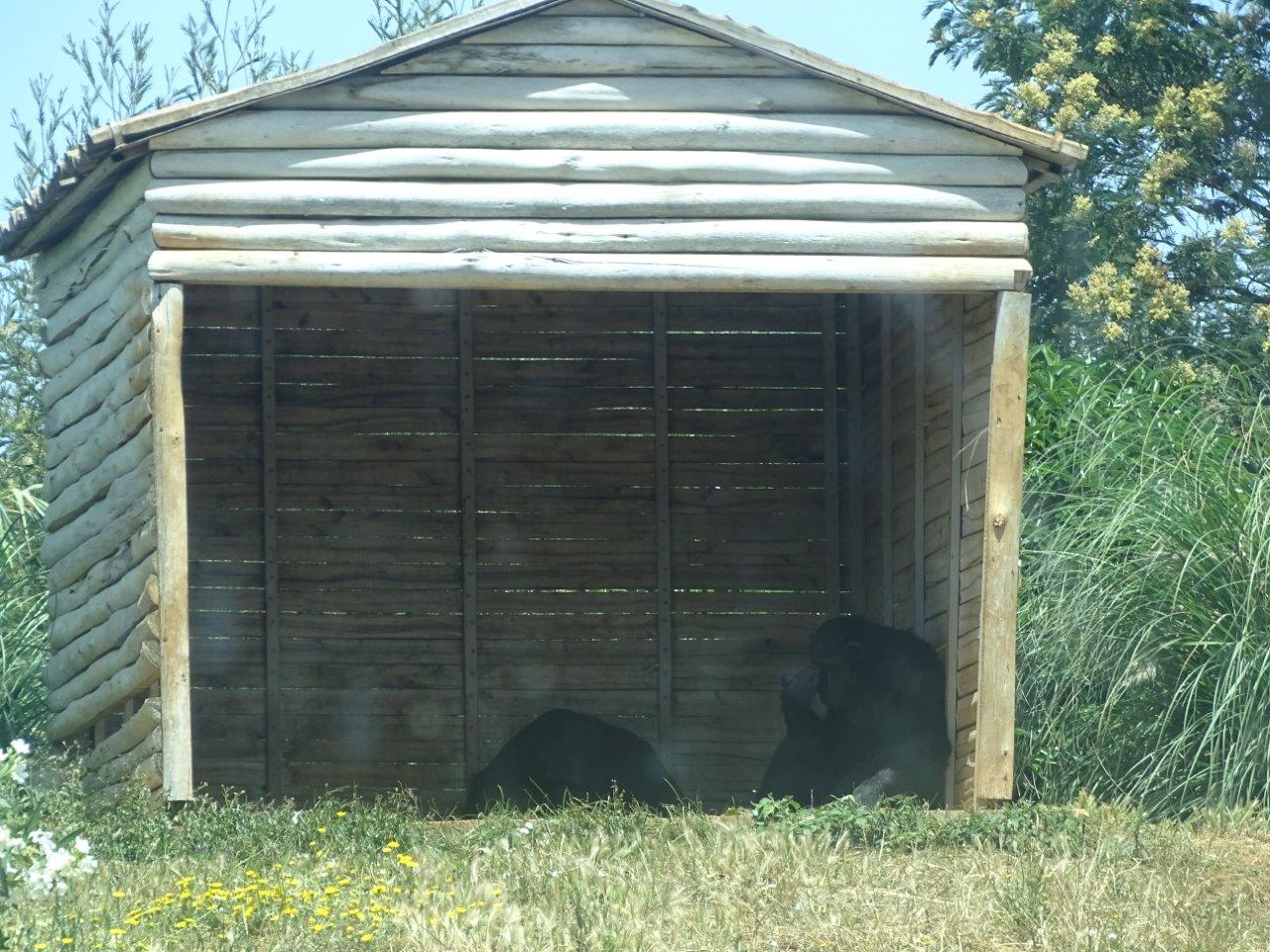 03/05/17 - Chimpanzee