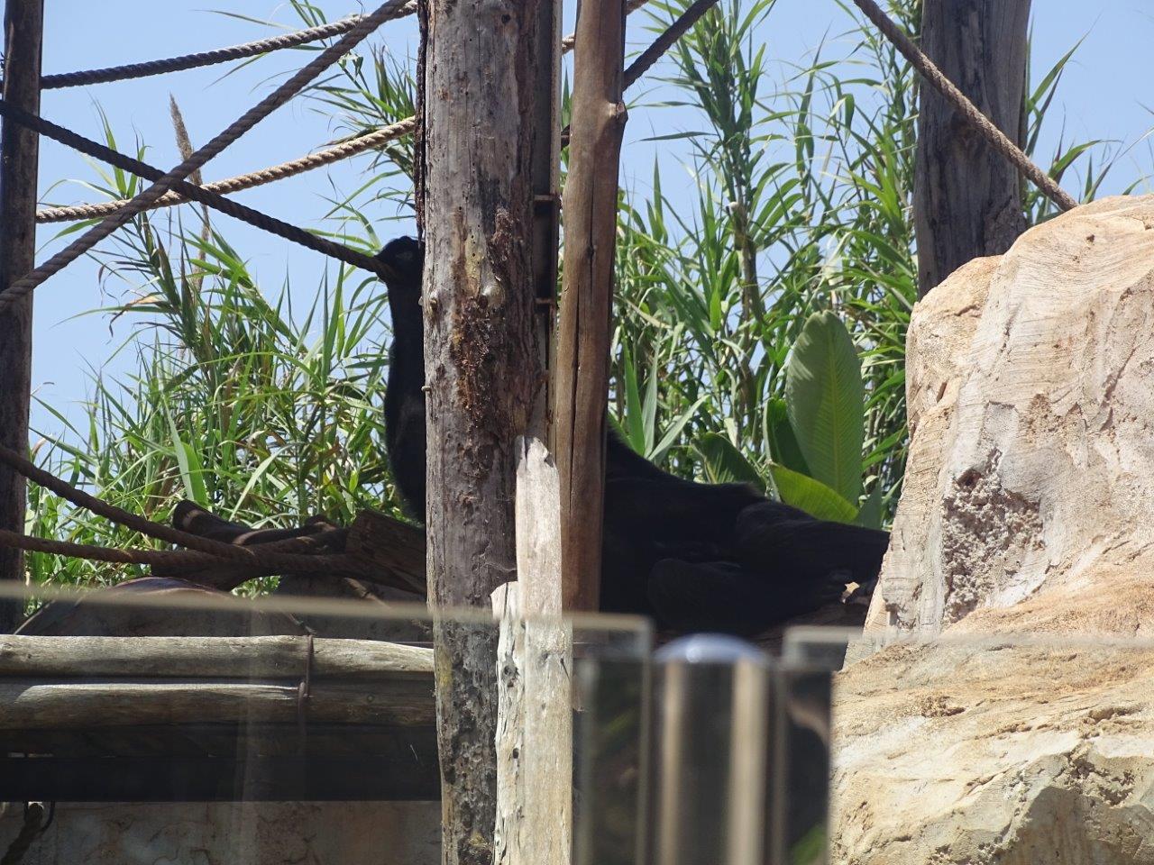 03/05/17 - Chimpanzee