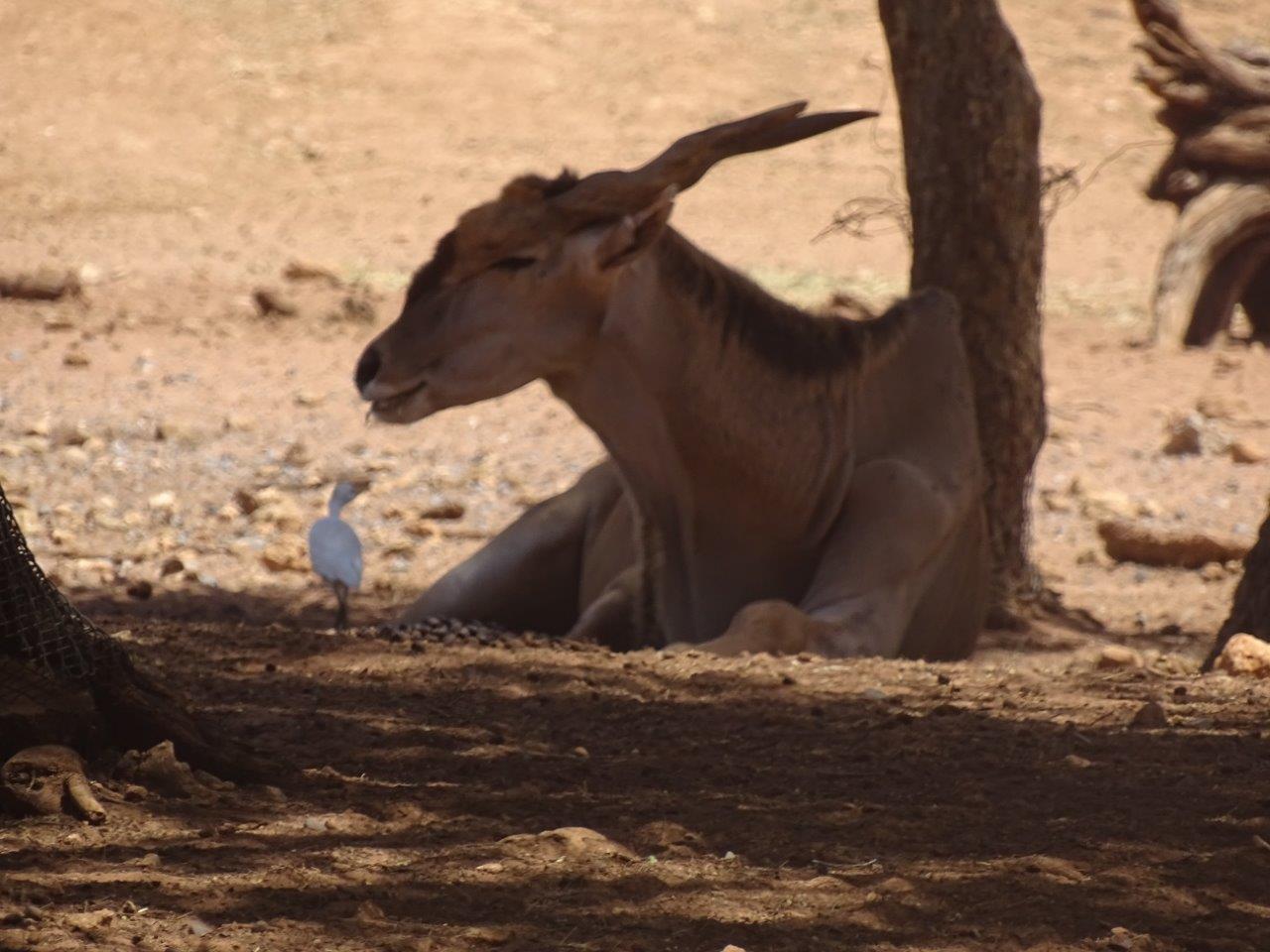 03/05/17 - Common eland