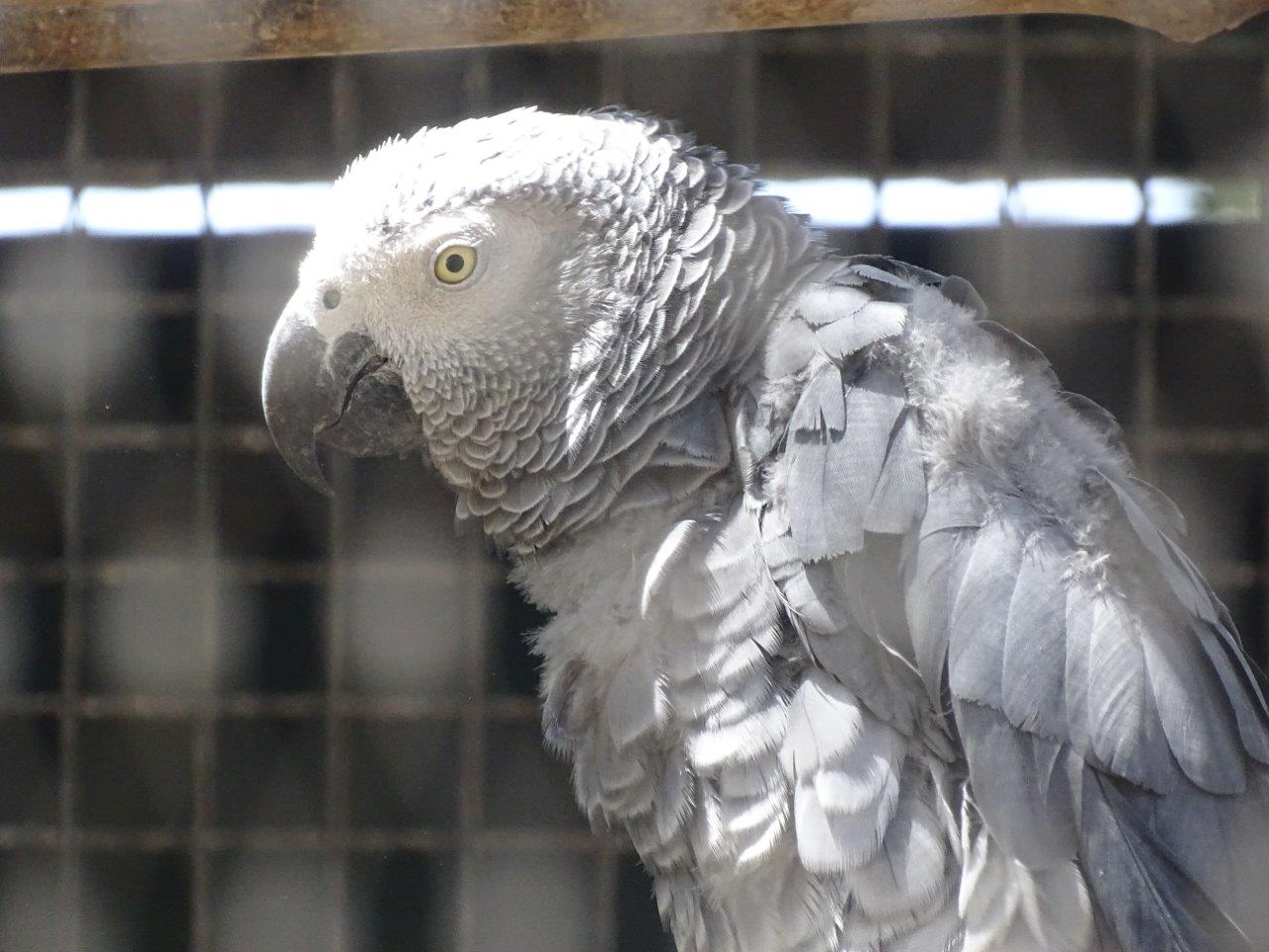 03/05/17 - Congo grey parrot