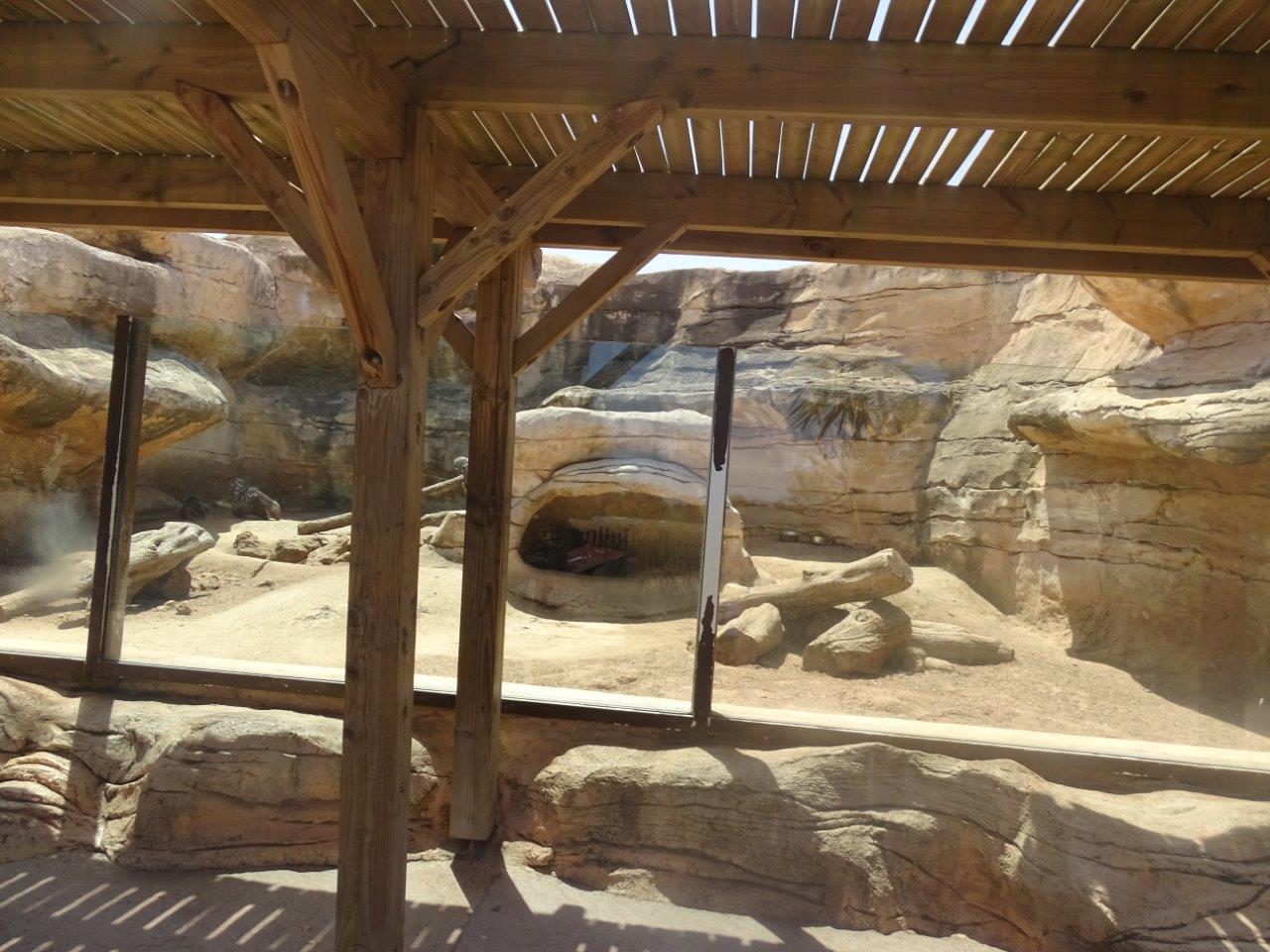 03/05/17 - Crested porcupine exhibit