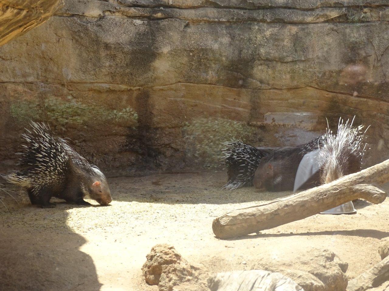 03/05/17 - Crested procupines