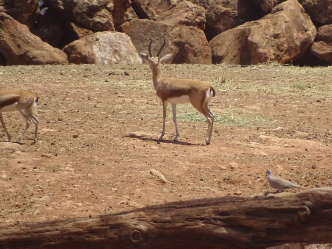 03/05/17 - Dorcas gazelle