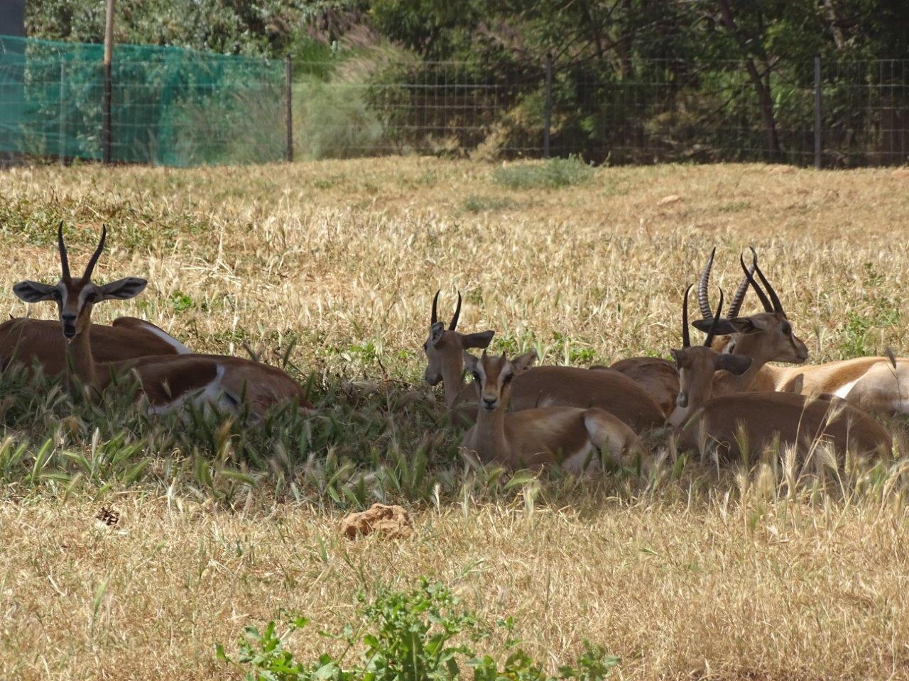 03/05/17 - Dorcas gazelles