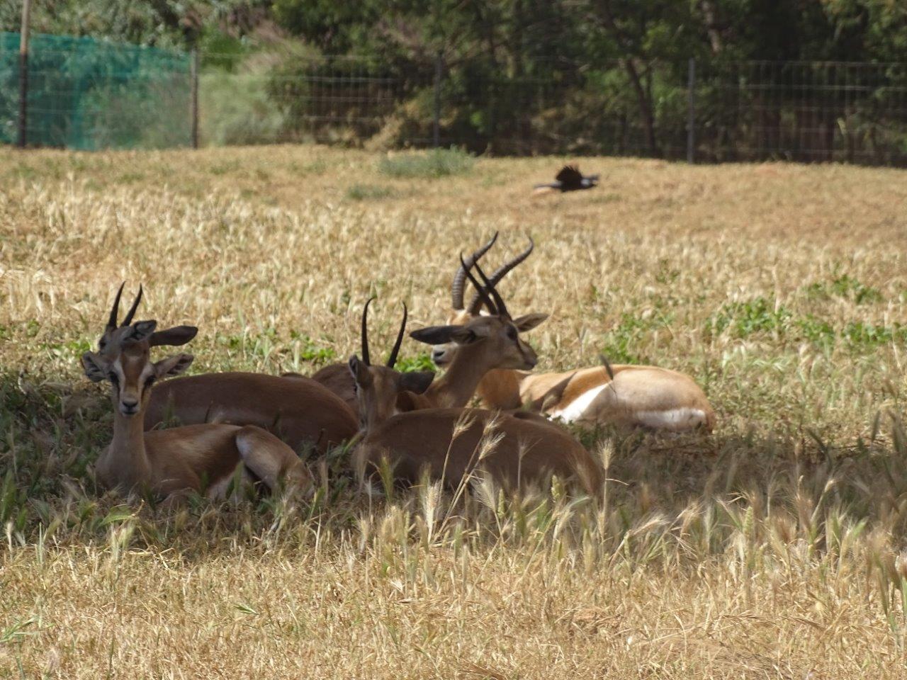 03/05/17 - Dorcas gazelles