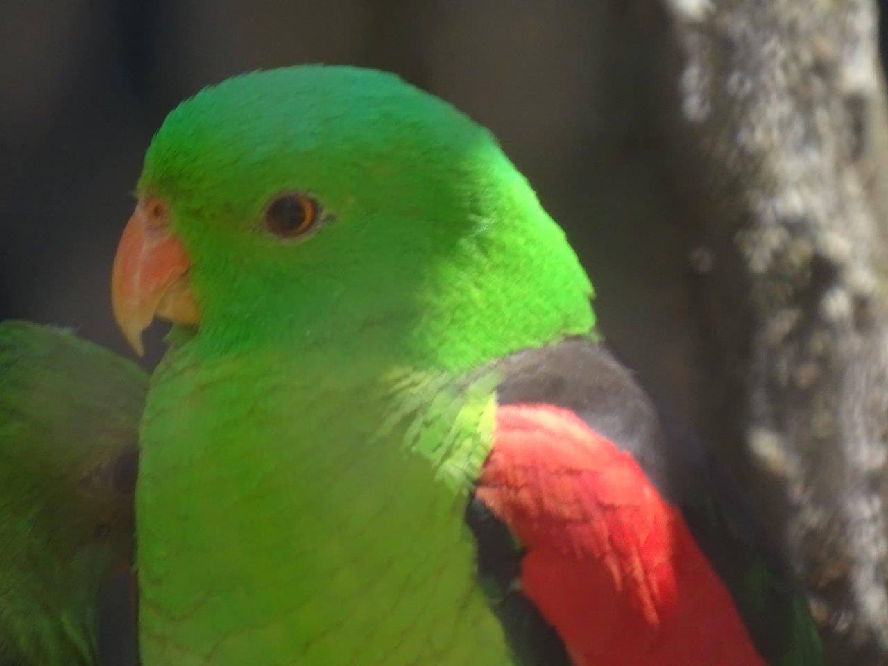03/05/17 - Eclectus parrot