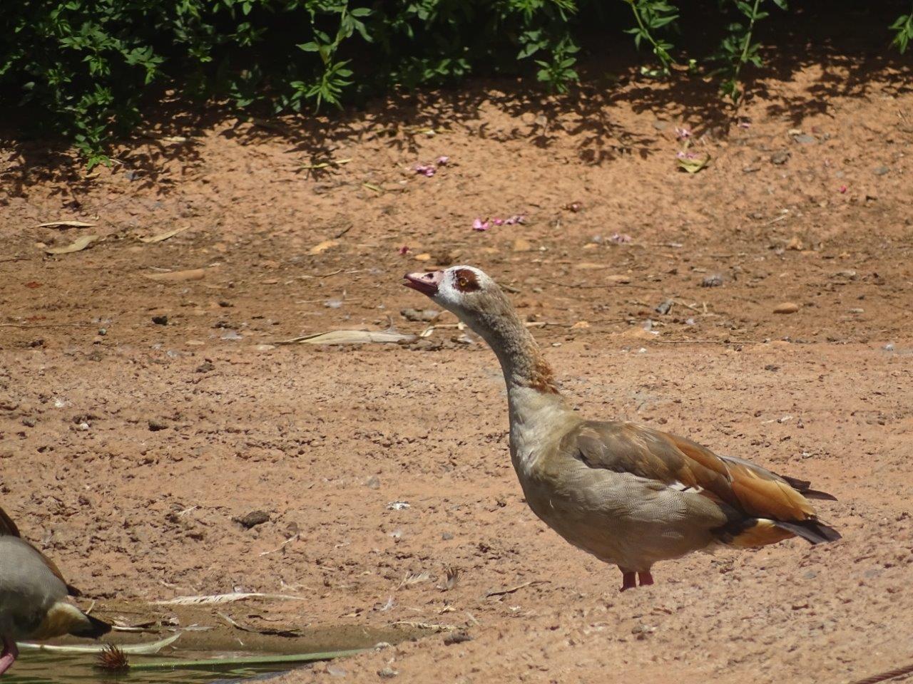 03/05/17 - Egyptian goose