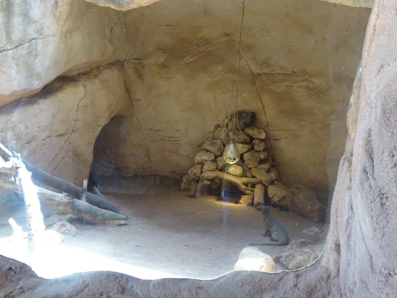 03/05/17 - Egyptian mongoose exhibit