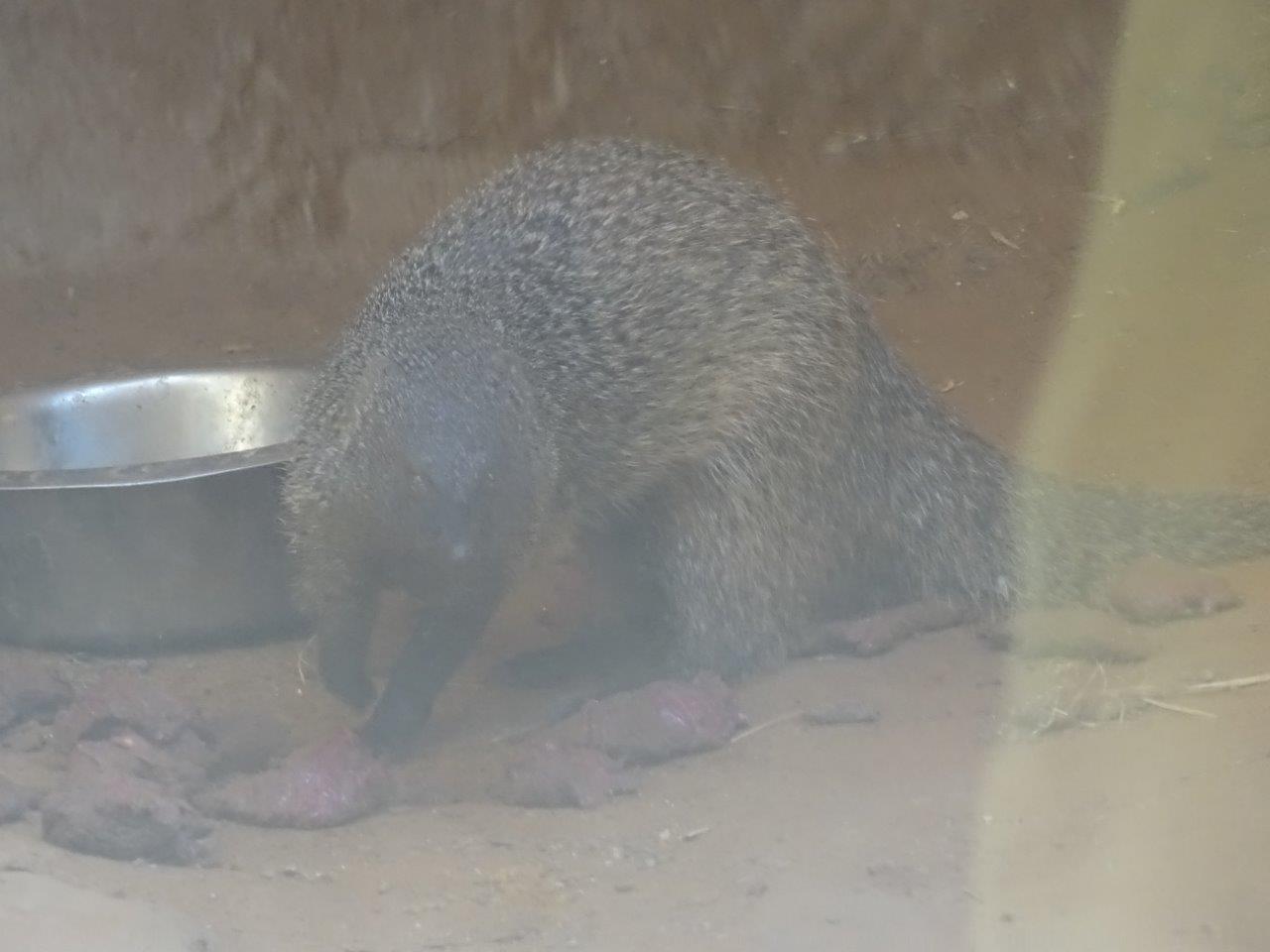 03/05/17 - Egyptian mongoose (feeding time)