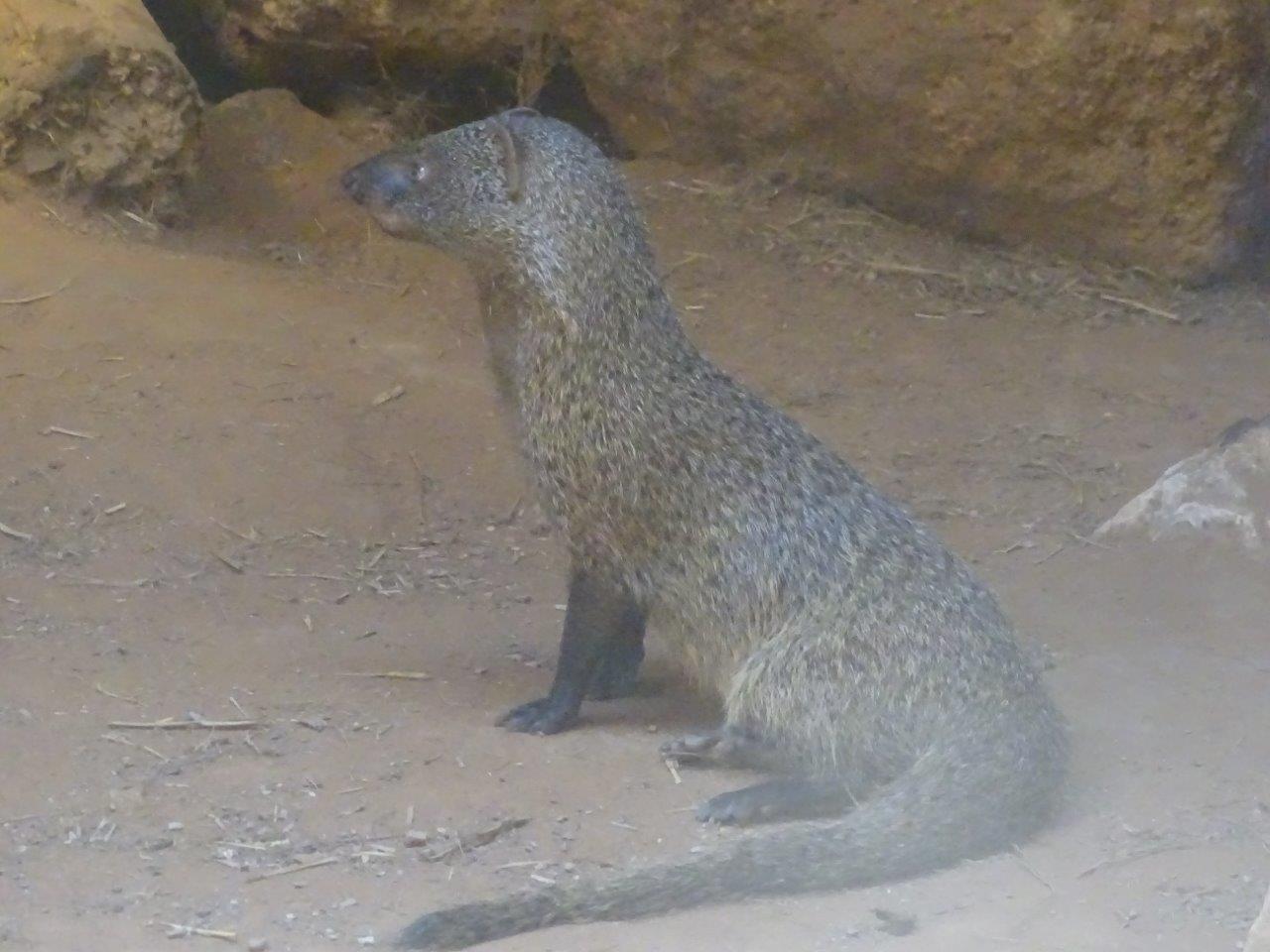 03/05/17 - Egyptian mongoose