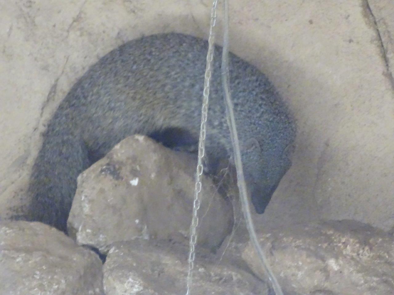 03/05/17 - Egyptian mongoose