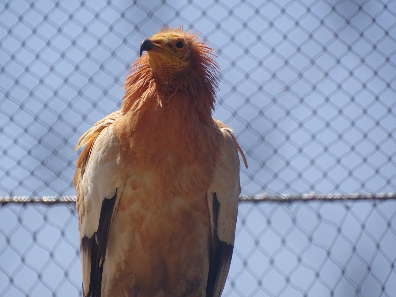 03/05/17 - Egyptian vulture