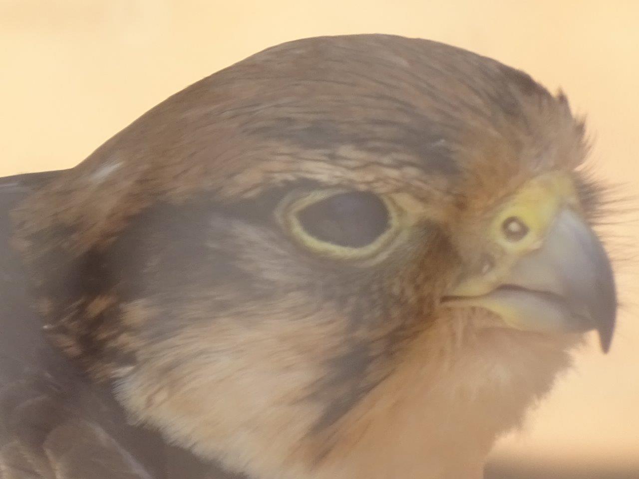 03/05/17 - Erlanger's lanner falcon