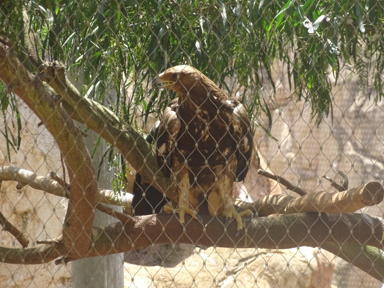 03/05/17 - Eurasian golden eagle