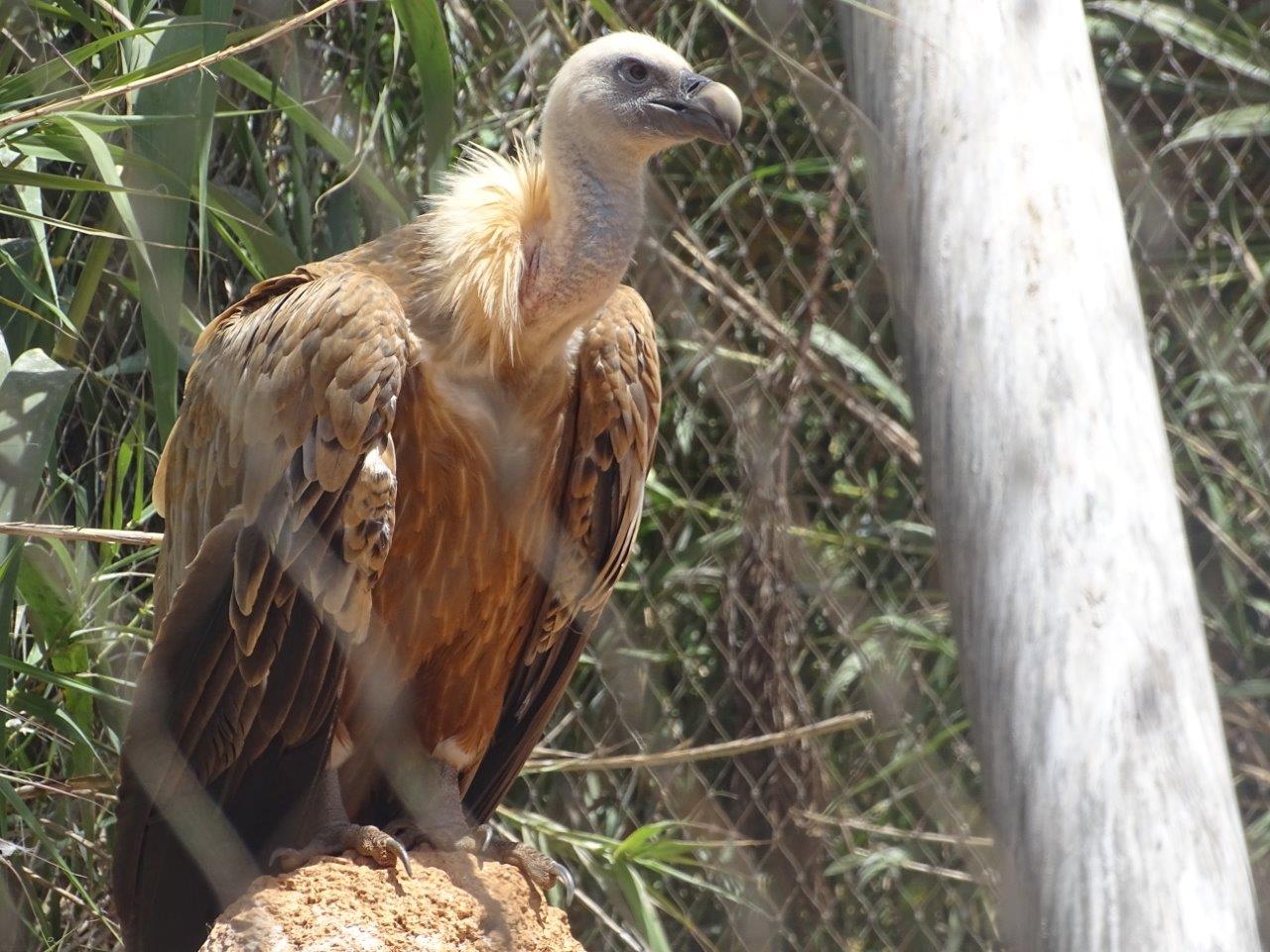 03/05/17 - Eurasian griffon vulture