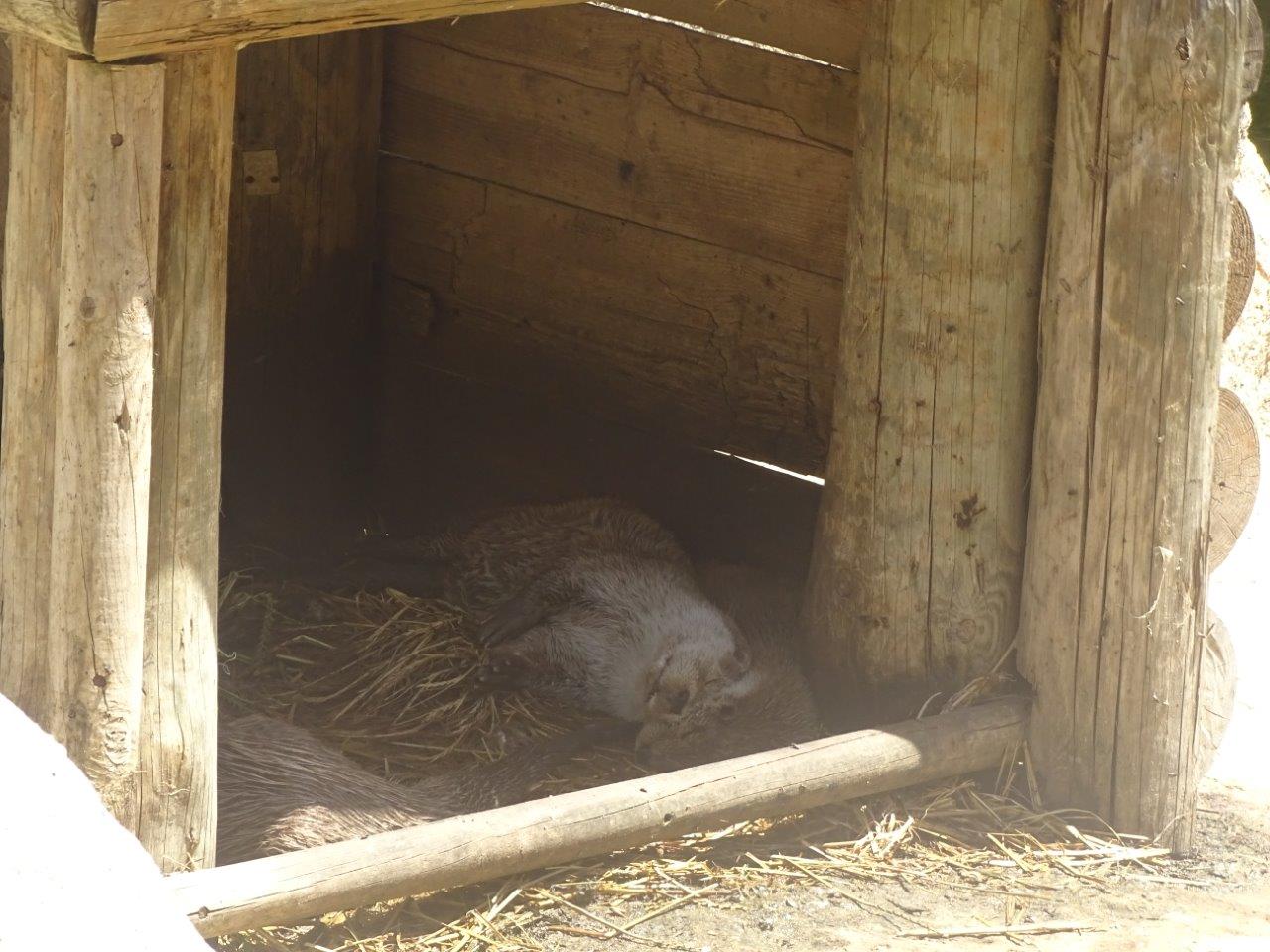 03/05/17 - European otter