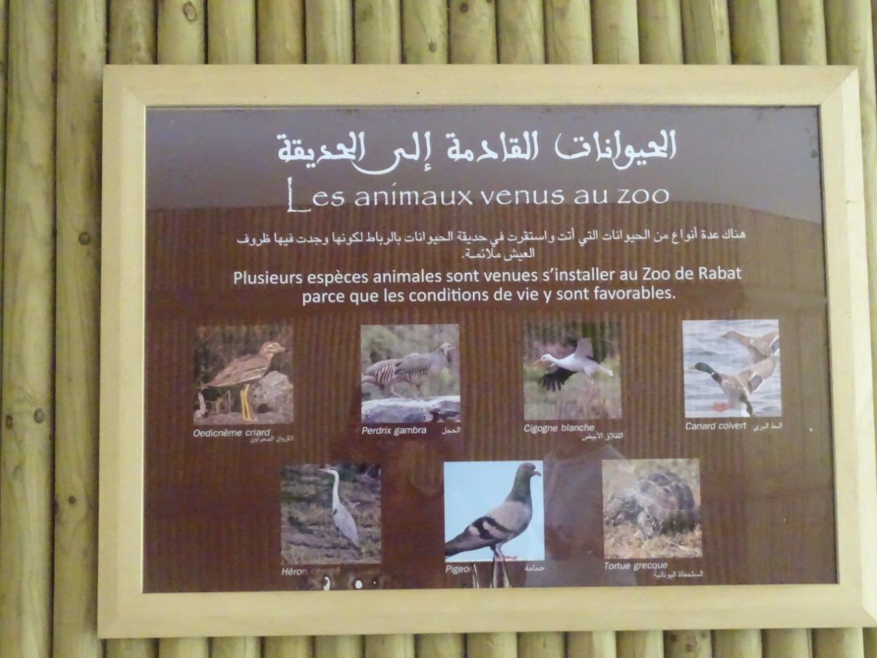 03/05/17 - Example of signage (wild birds you can encounter in the zoo)