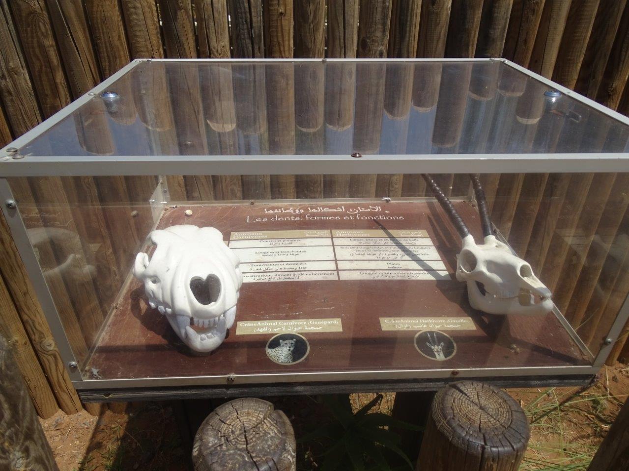 03/05/17 - Exemple of signage (in this case, Sudan cheetah)