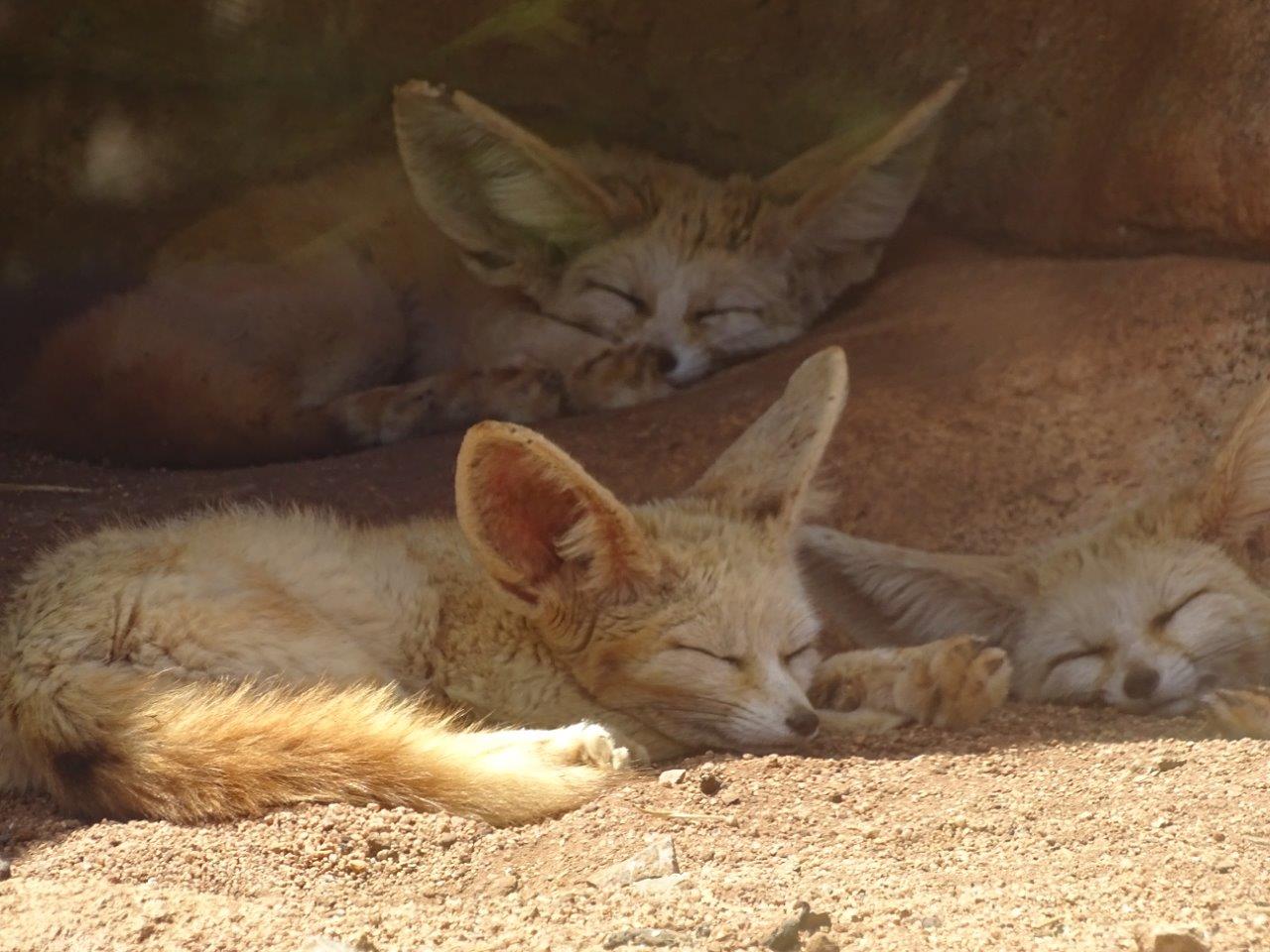 03/05/17 - Fennec fox