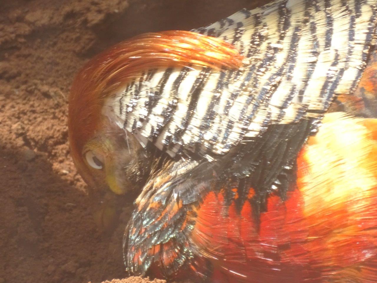 03/05/17 - Goldean pheasant