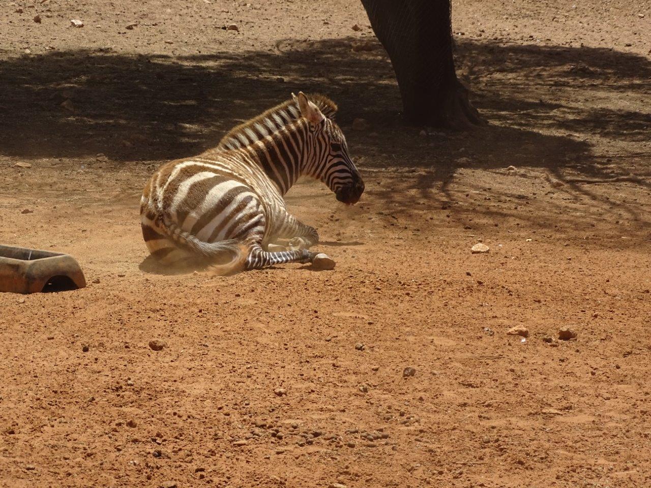 03/05/17 - Grant's zebra