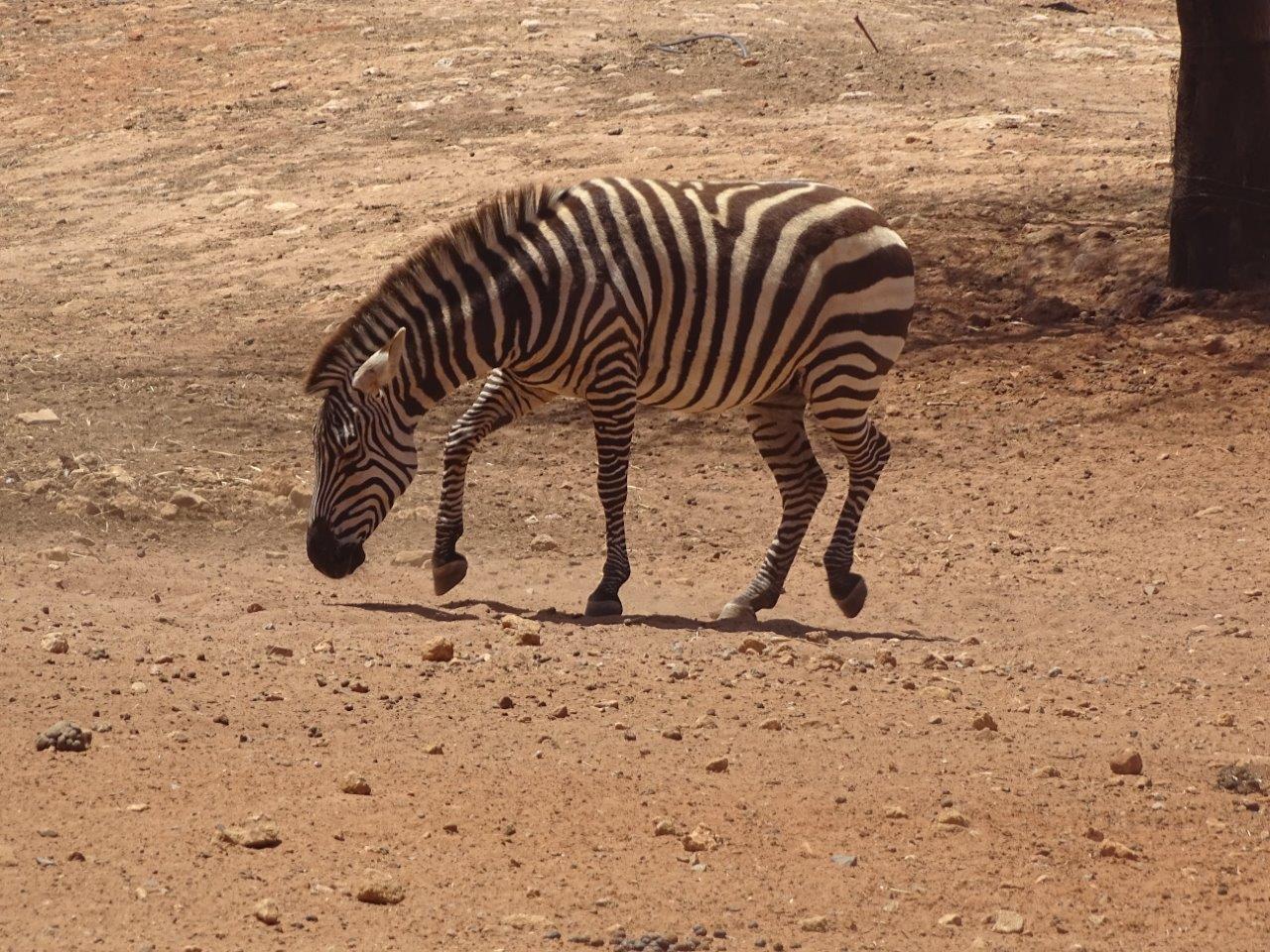 03/05/17 - Grant's zebra