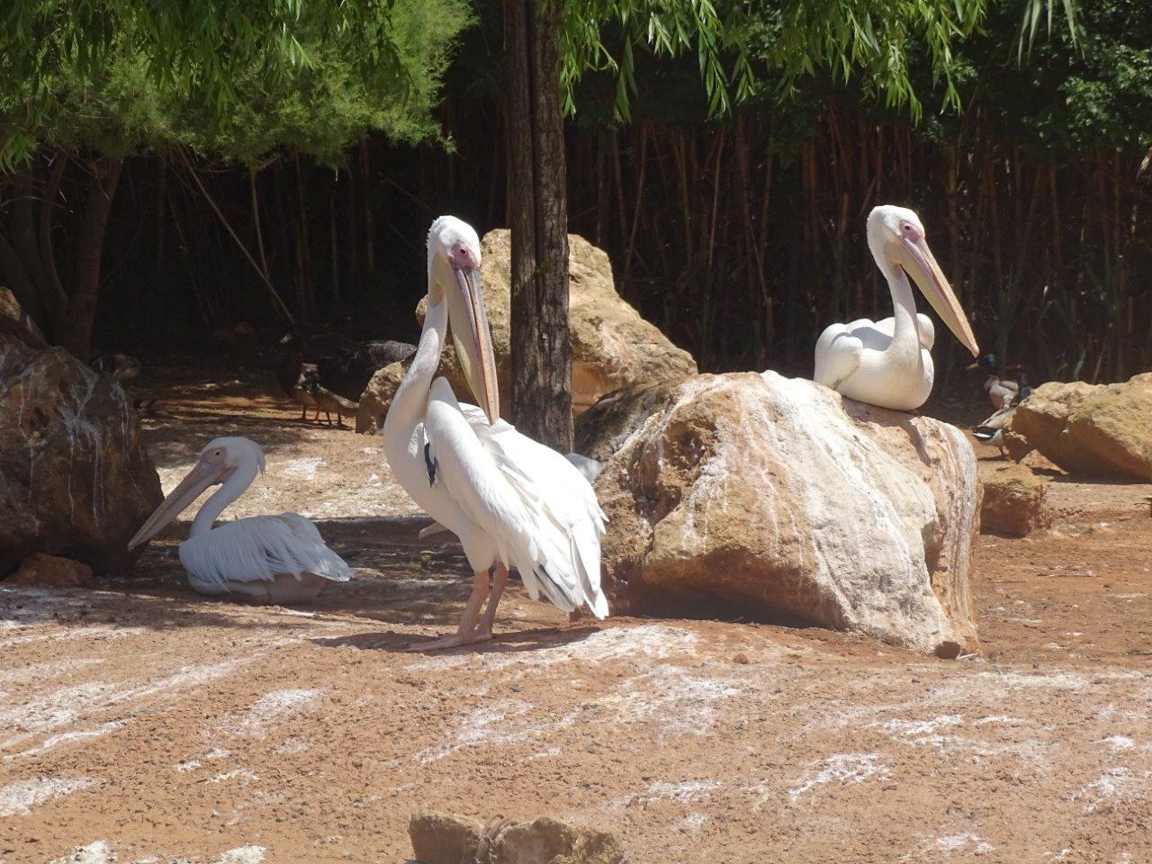 03/05/17 - Great white pelican