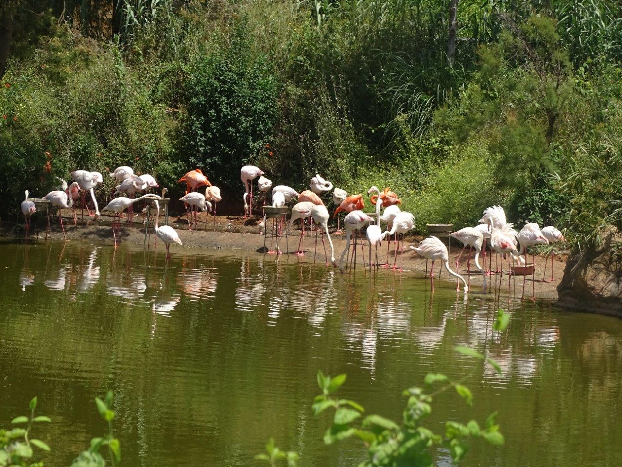 03/05/17 - Greater flamingo