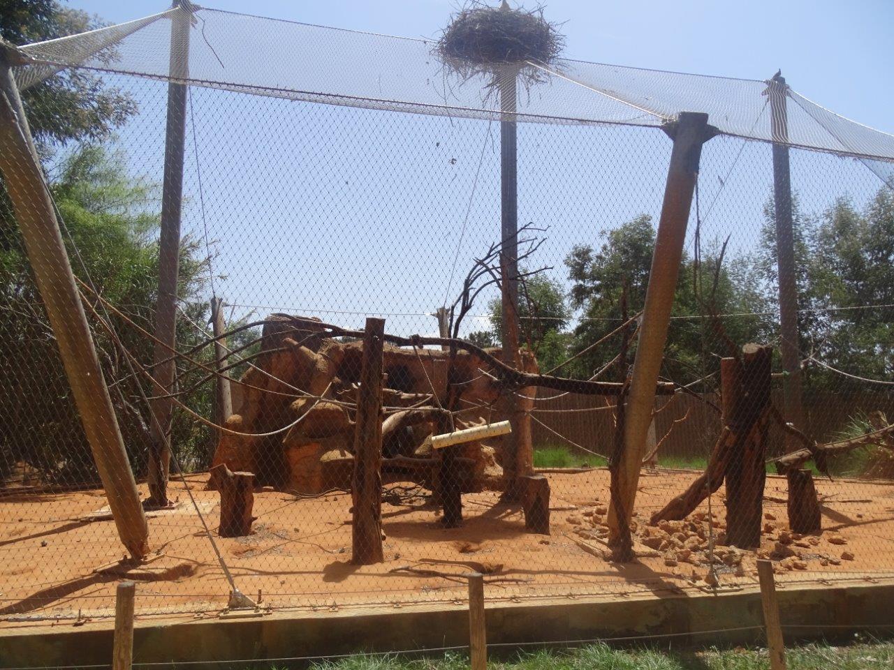 03/05/17 - Mandrill (aviary)