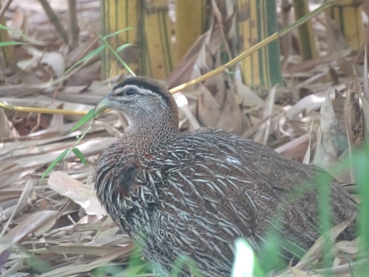 03/05/17 - Moroccan (Ayesha's) double-spurred francolin