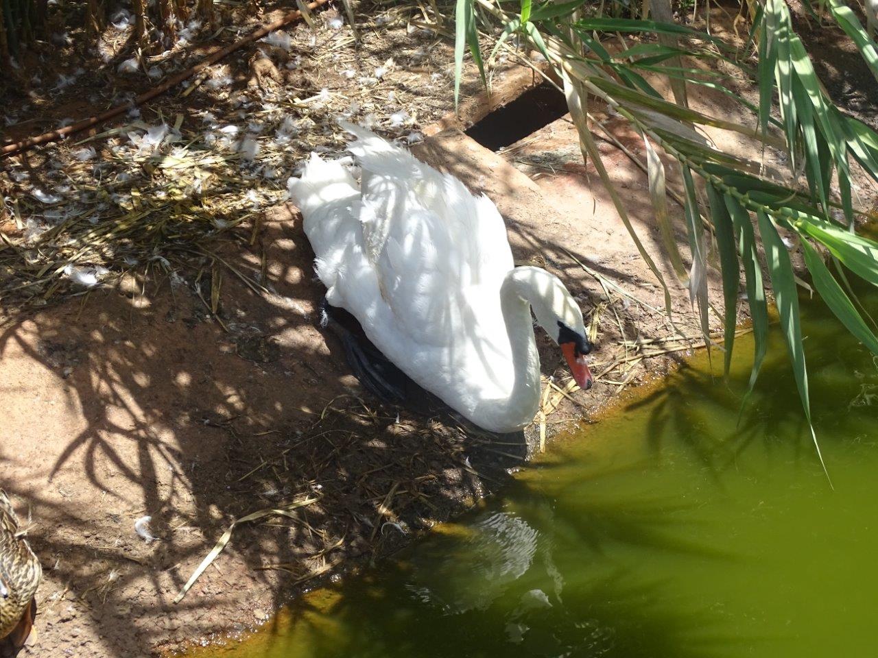 03/05/17 - Mute swa,