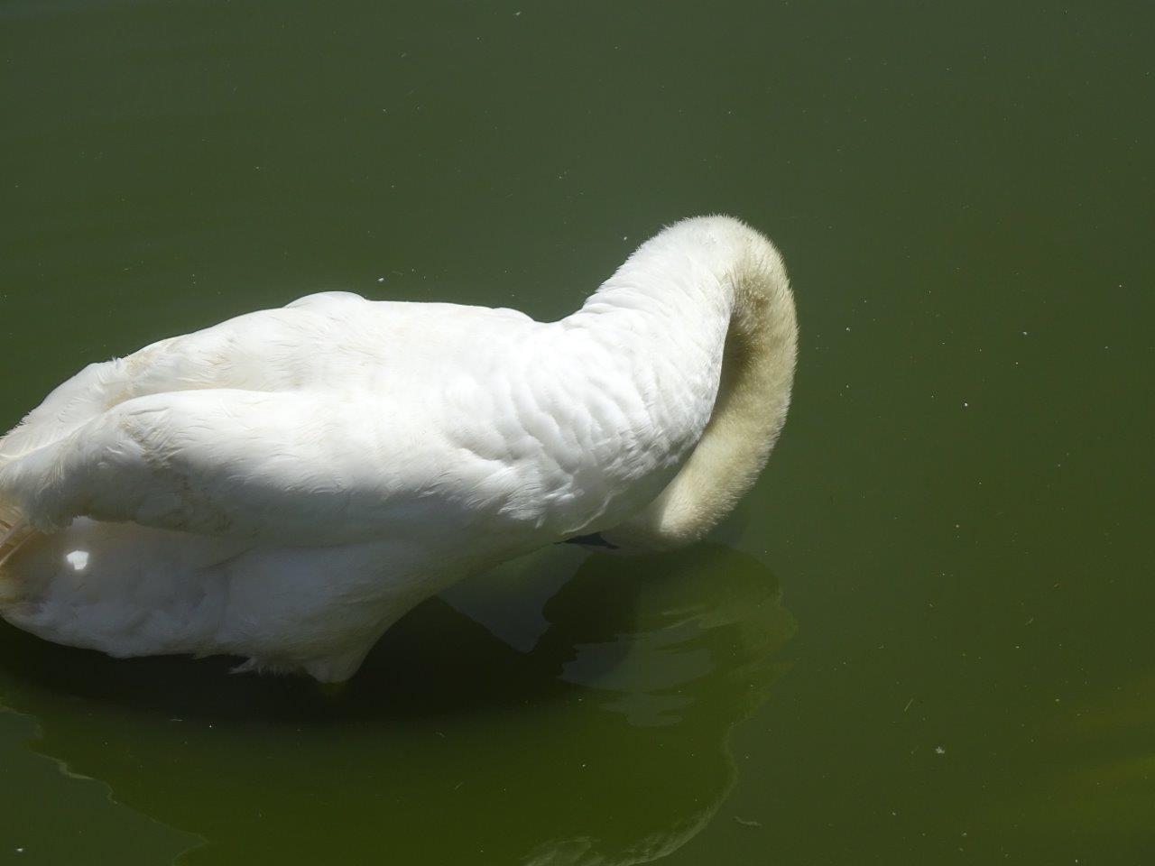 03/05/17 - Mute swan