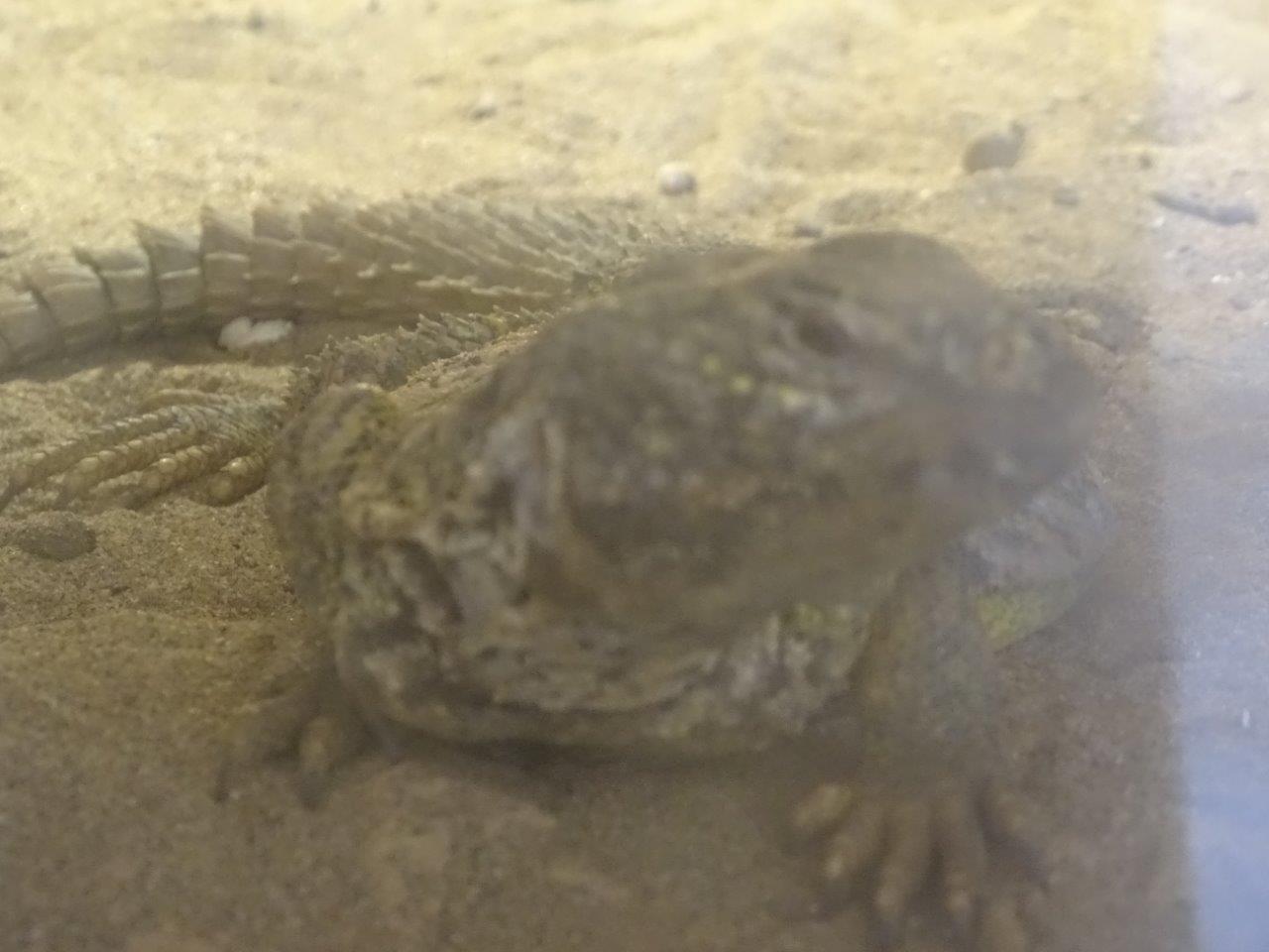 03/05/17 - North African mastigure