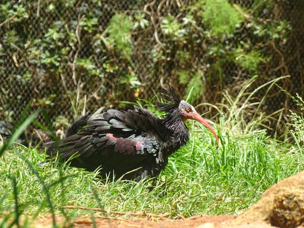 03/05/17 - Northern bald ibis