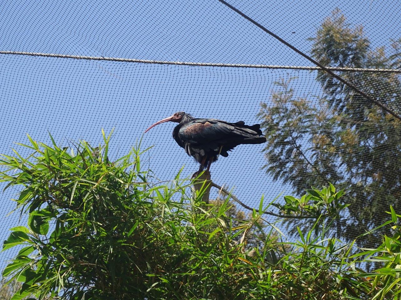 03/05/17 - Northern bald ibis
