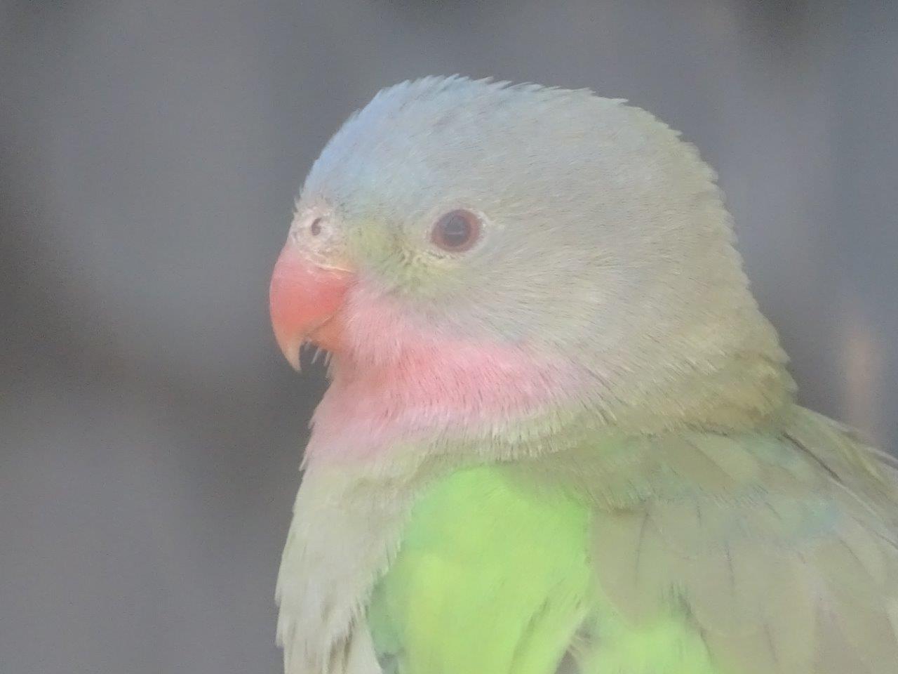 03/05/17 - Princess parrot